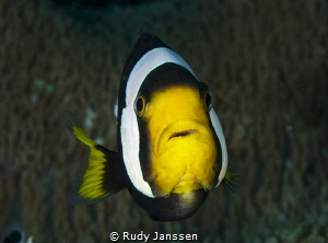 clownfish
 by Rudy Janssen 